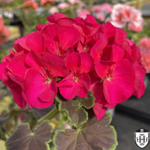 Pelargonium 'Purple' - Pelargoon 'Purple' P9/0,55L